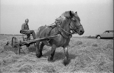 BE-0009 Zonnemaire. Stoffel van de Velde bewerkt het land met een van zijn Belgische trekpaarden.