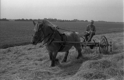 BE-0010 Zonnemaire. Stoffel van de Velde bewerkt het land met een van zijn Belgische trekpaarden.