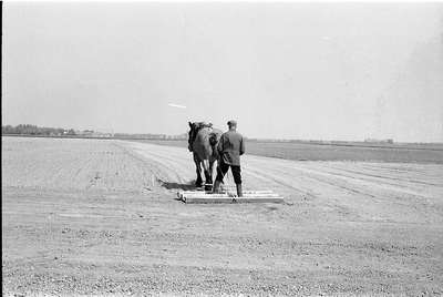 BE-0011 Zonnemaire. Stoffel van de Velde bewerkt het land met een van zijn Belgische trekpaarden.