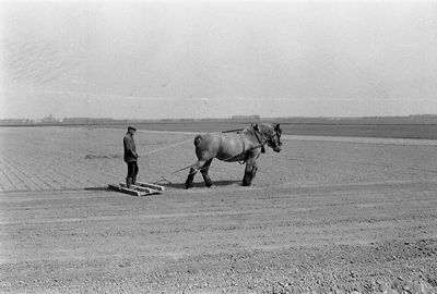 BE-0012 Zonnemaire. Stoffel van de Velde bewerkt het land met een van zijn Belgische trekpaarden.
