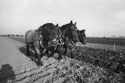 BE-0013 Zonnemaire. Stoffel van de Velde bewerkt het land met zijn Belgische trekpaarden.