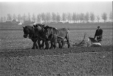 BE-0050 Schouwse landbouwgrond wordt bewerkt met behulp van Belgische trekpaarden en landbouwwerktuigen van voor de ...