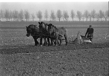 BE-0051 Locatie en persoon onbekend. Schouwse landbouwgrond wordt bewerkt met behulp van Belgische trekpaarden en ...