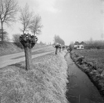 BE-0061 Zonnemaire. Knotwilgen langs Blooisedijk