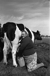 BE-0114D Kerkwerve. Locatie onbekend. Melkveehouder Hein Bevelander en zijn dochter Anja melken koeien in het weiland.