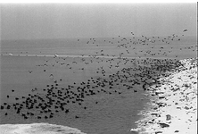 BE-0130 Oosterschelde. Watervogels in de winter aan de rand van de Oosterschelde nabij de Prunje tussen Zierikzee en ...