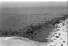 BE-0131 Oosterschelde. Watervogels in de winter aan de rand van de Oosterschelde nabij de Prunje tussen Zierikzee en ...