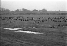 BE-0621 Serooskerke. Weilanden in de Prunje, voordat dit gebied werd omgevormd tot nieuwe natuur onder de naam Plan Tureluur.