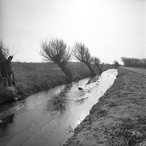 BE-0927 Zonnemaire. Knotwilgen langs een vaart in de polder nabij Zonnemaire.