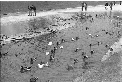 BE-1334 Zierikzee. Grachtweg. Schaatsers en watervogels op de Zoete Gracht, gelegen langs de Grachtweg tussen de ...