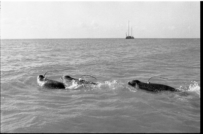 JVH-1429 Oosterschelde, Roggenplaat. Vrijlating van vijf zeehonden in de Oosterschelde, voorzien van zenders, om hun ...