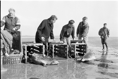 JVH-1433 Oosterschelde, Roggenplaat. Vrijlating van vijf zeehonden in de Oosterschelde, voorzien van zenders, om hun ...