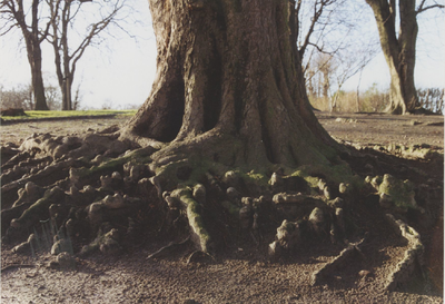 930170 De voet van een oude kastanjeboom op de Molenberg aan de Westdam te Sas van Gent