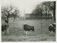 1319 Boerderij Steenbosch van K.J. de Putter aan de Beoostenblijsestraat te Axel