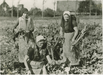 2998 Drie veldarbeidsters op een landbouwperceel bij Axel