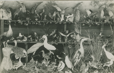 77 Opgezette vogels op de voorlaatste landbouwtentoonstelling op het concoursterrein aan de Boslaan te Axel