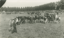 78 Veekeuring op het concoursterrein aan de Boslaan te Axel