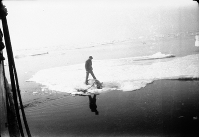 21.1-13 Een rob, die op Spitsbergen ‘Storkobbe’ heetten. Deze robben, kruising tussen walrus en zeehond, wegen 600 à 700 kg.