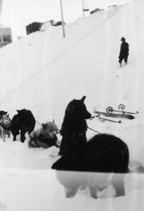 21.1-20 Een span sledehonden in de sneeuw. Spitsbergen