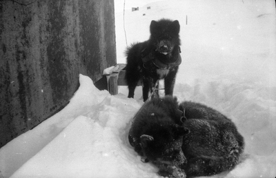 21.1-30 Twee sledehonden in de sneeuw. Spitsbergen