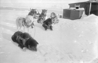 21.1-35 Een span sledehonden in de sneeuw. Spitsbergen
