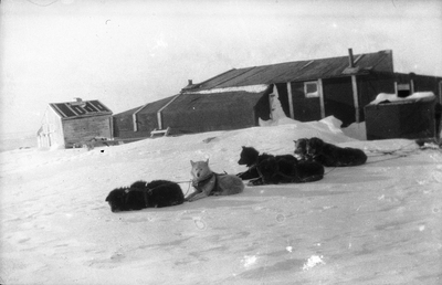 21.1-39 Een span sledehonden in de sneeuw. Spitsbergen