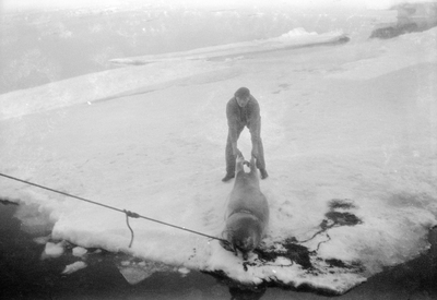 21.1-4 Een rob, op Spitsbergen ‘Storkobbe’ genoemd. Deze robben, kruising tussen walrus en zeehond, wegen 600 à 700 kg.