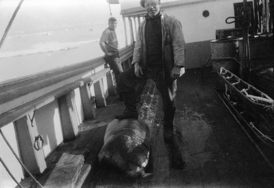 21.1-5 Gevangen zeehond aan boord van een schip, een robbenjager
