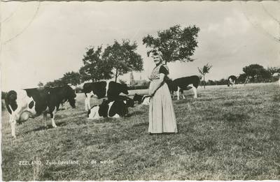 KLD-P-55 Zeeland, Zuid-Beveland, In de weide. Een vrouw in Zuid-Bevelandse dracht in een wei met koeien