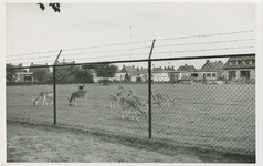 PUT-15 Putte (N-Br.), Hertenkamp. Het Hertenkamp te Putte