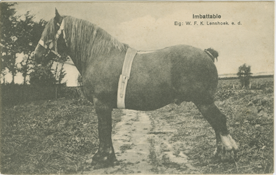 WOL-P-46 Imbattable Eig: W.F.L. Lenshoek. e.d.. Het paard Imbattable van de eigenaar W.F.L. Lenshoek