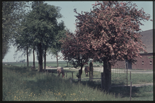 OT-21-10 Boerderij aan de Reuzenhoeksedijk bij Terneuzen