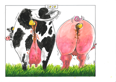 20200104 2020. Een koe en een varken met een kurk in de anus