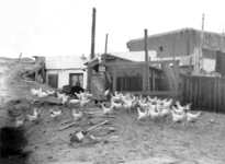 18 PH Kippen op het erf van een bunkerwoning te Westkapelle
