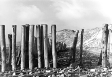 181 NFR Paalwerk op het strand bij Westkapelle met op de voorgrond een krammat.