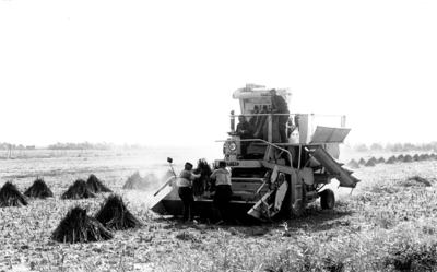 343 NFR Vier mannen dorsen spinazie met een maaidorsmachine op landbouwgrond bij Westkapelle.