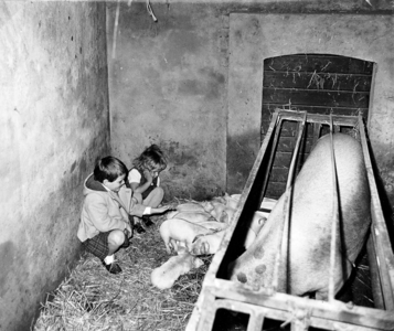 351 NFR Twee kinderen in een stal met een varken en haar biggen te Westkapelle.