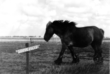 354 NFR Een paard staat naast schrikdraad in een weiland bij Westkapelle.