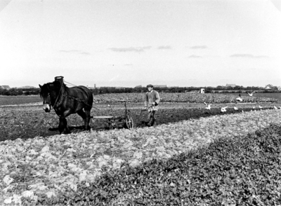 356 NFR Een man ploegt land bij Westkapelle met behulp van een paard.
