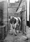 392 NFR Een koe loopt van de vroonweide naar een stal te Westkapelle.