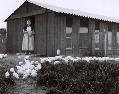 516 NFR Een vrouw in dracht voert kippen bij een kippenhok te Westkapelle.