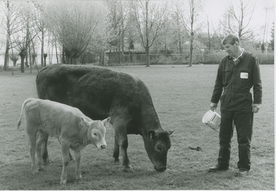 104 Een koe met kalf op de kinderboerderij aan de Evertsenlaan te Terneuzen