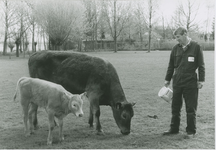 104 Een koe met kalf op de kinderboerderij aan de Evertsenlaan te Terneuzen