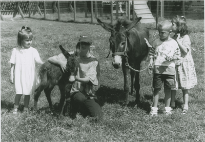 105 Een jong ezeltje op de kinderboerderij aan de Evertsenlaan te Terneuzen