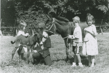 113 Een jong ezeltje op de kinderboerderij aan de Evertsenlaan te Terneuzen