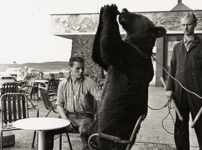 12408 Circus Boltini in Vlissingen. De beer van het circus zoekt verpozing op het terras van Hotel Britannia op ...