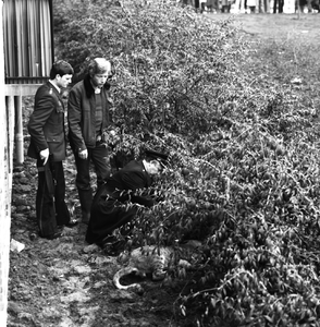 47504 Een leeuwtje, ontsnapt uit een flat aan de Vincent van Goghlaan in Vlissingen, is door de politie doodgeschoten