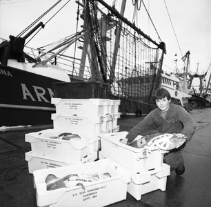50286 Het lossen van vis bij de vismijn aan de Eerste Binnenhaven