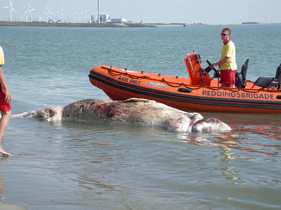 52249 Het in verre staat van ontbinding verkerende kadaver van een dwergvinvis dreigde op het badstrand van Vlissingen ...