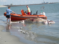 52250 Het in verre staat van ontbinding verkerende kadaver van een dwergvinvis dreigde op het badstrand van Vlissingen ...